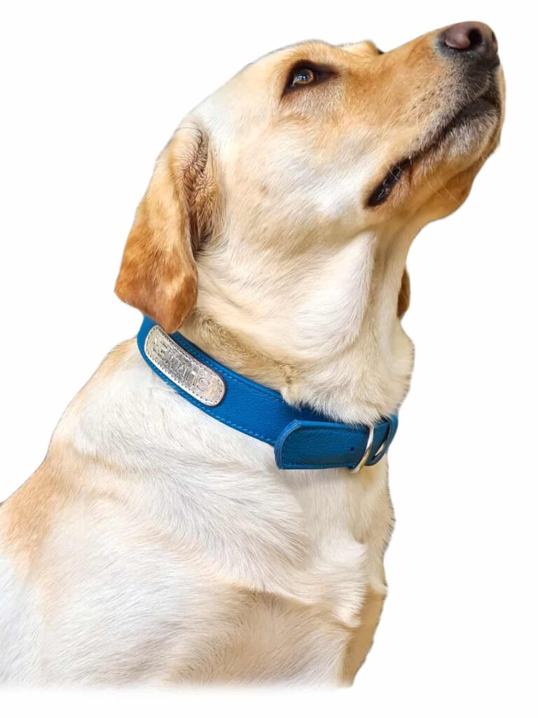 Labrador-Hündin namens "Indian Summer” mit ihrem individuellen Halsband. Es ist blau mit einem silbernen Schild, ein sogenanntes Dogtag, in dem ihr Name eingeprägt ist. Der Hersteller heißt Hepco